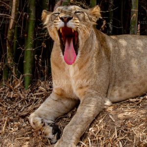 YAWNING LIONESS