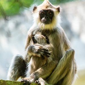Gray Langur