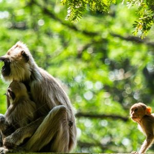 Langur with Babies