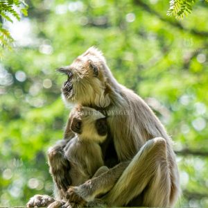 Langur with Baby