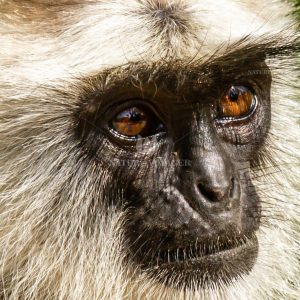 Gray Langur closeup