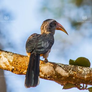 Hornbill