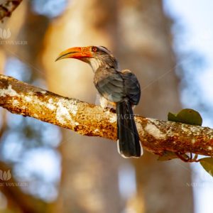 GREY HORNBILL