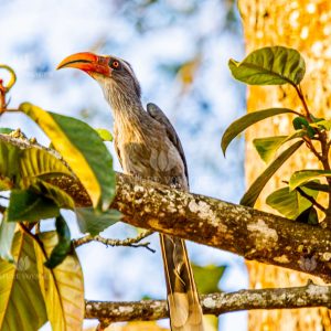 Grey Hornbill