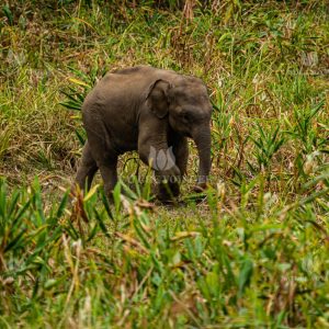 ELEPHANT CALF
