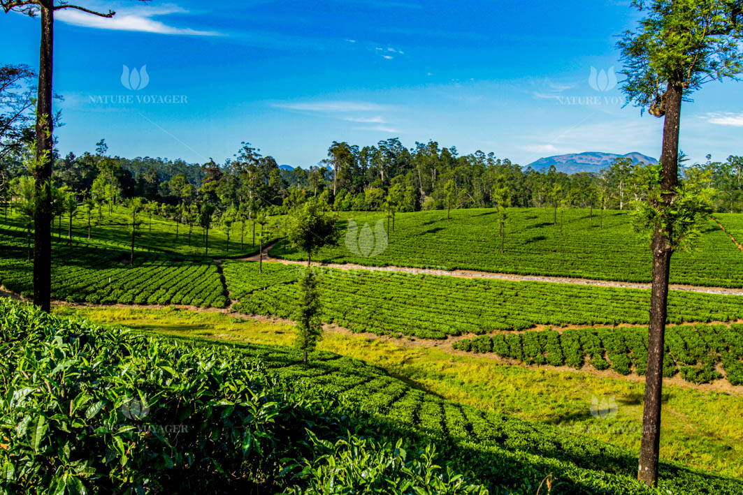 Green meadows of Tea Garden against blue sky is often a splendid view in the Western Ghats.